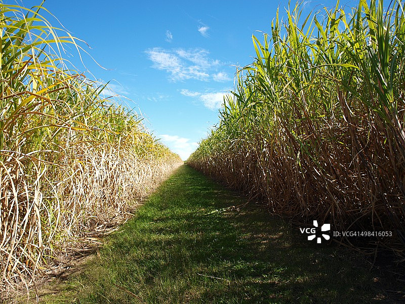 农场里种植的一排甘蔗图片素材