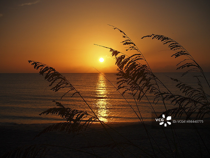 海草与日出图片素材