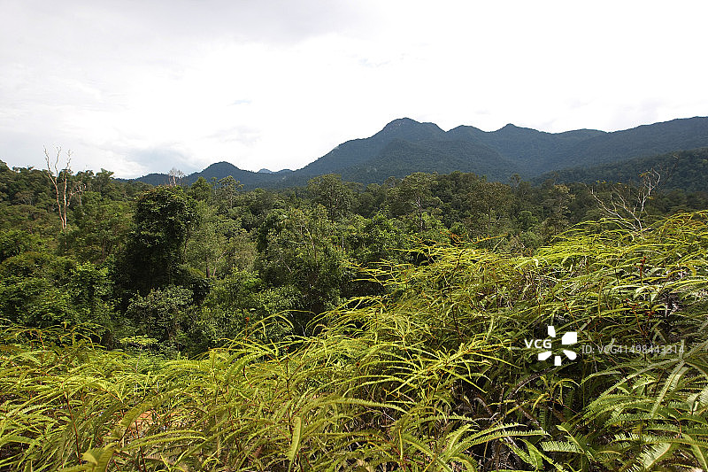 热带森林图片素材