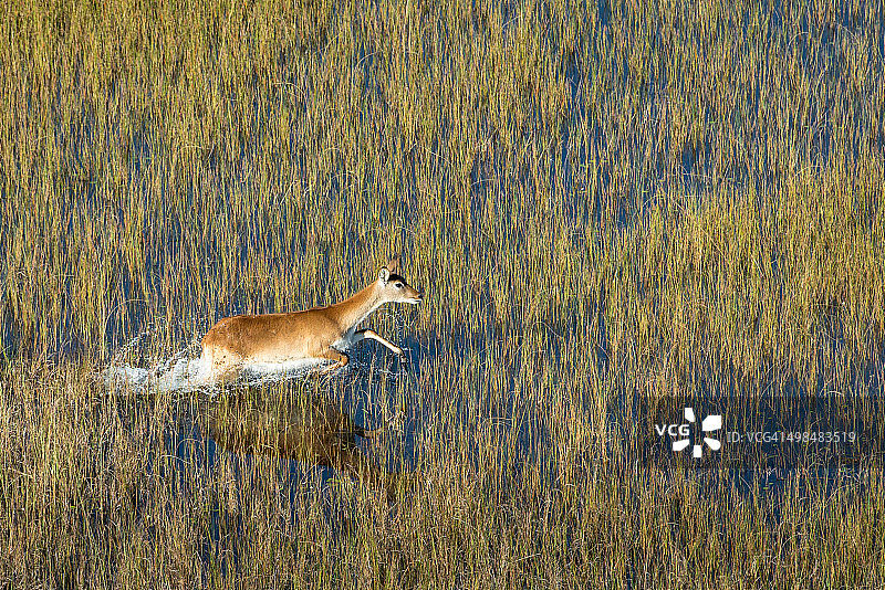 在水中跳跃图片素材