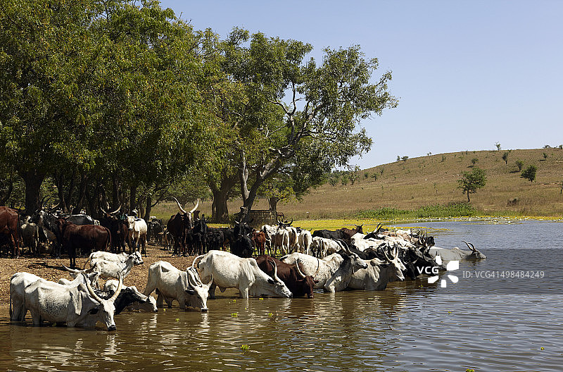 牛群在水边饮水图片素材