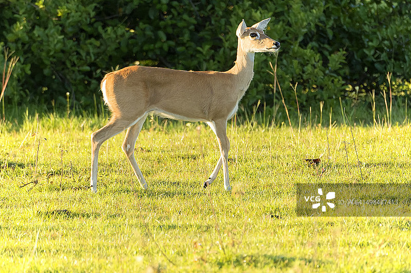 潘塔纳尔湿地的鹿图片素材