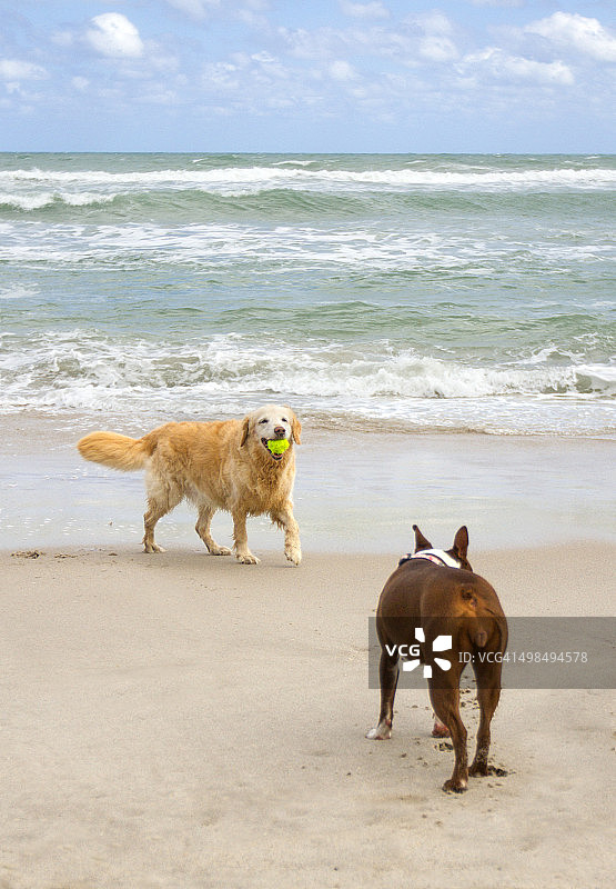 狗狗在海浪中玩耍图片素材