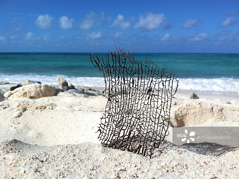 沙地中的海扇图片素材