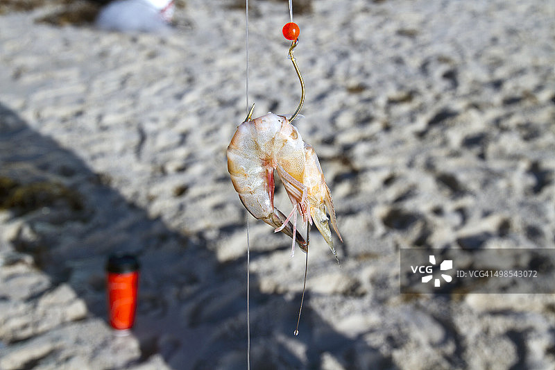 鱼竿钩子上新鲜捕获的虾图片素材