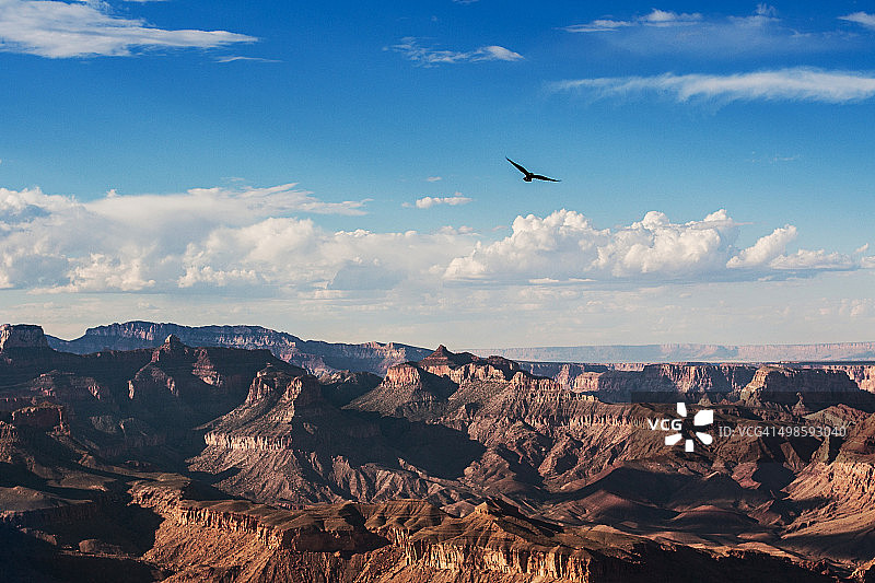 美国大峡谷的雄鹰图片素材