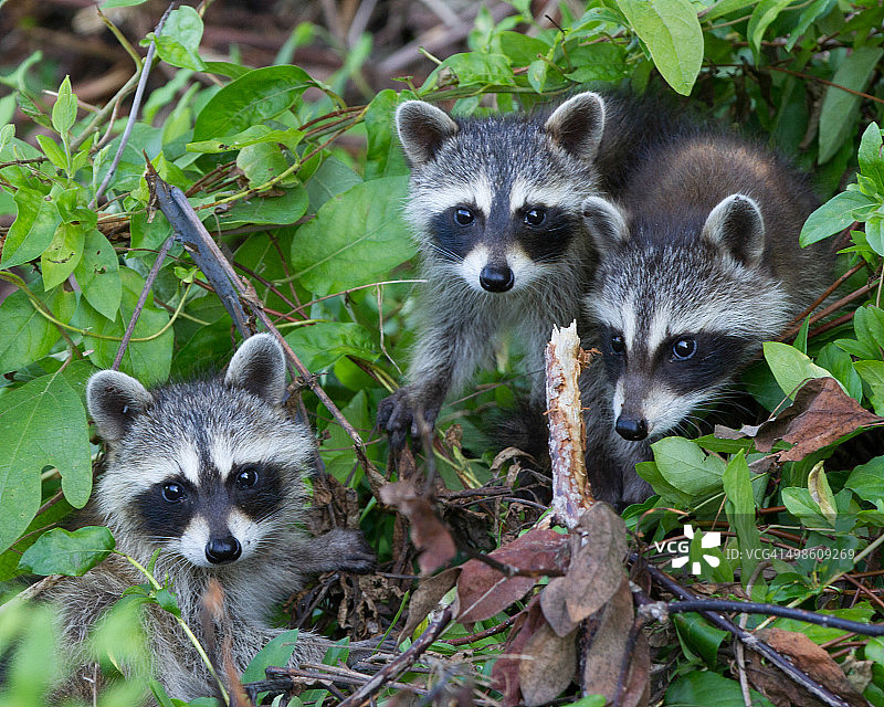 小浣熊图片素材