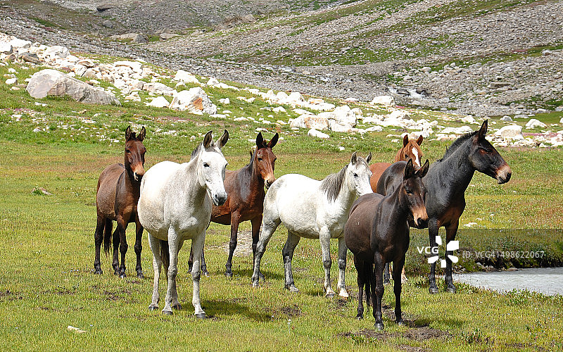 骡子聚集图片素材