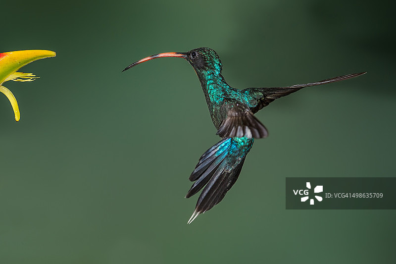 绿隐蜂鸟图片素材