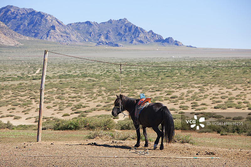 拴在山前的马图片素材