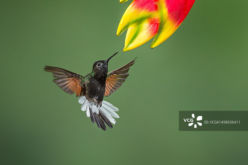 黑腹蜂鸟图片素材