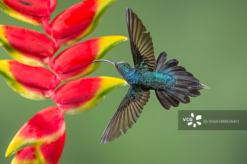 绿隐蜂鸟图片素材