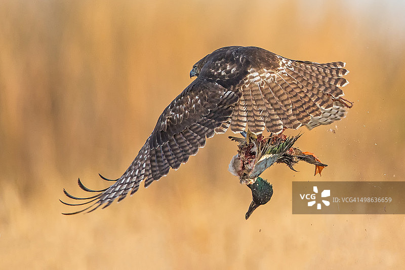 最后的飞行图片素材