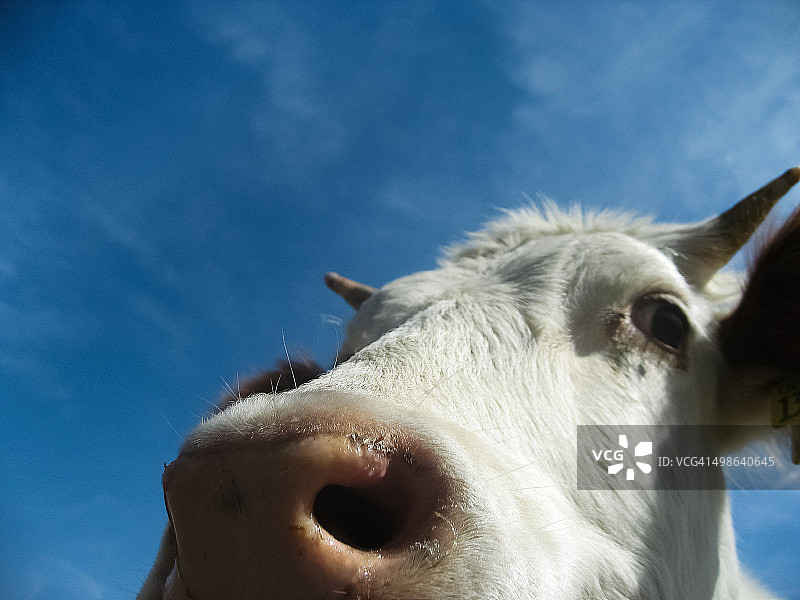 阿尔卑斯奶牛特写，蓝天背景图片素材
