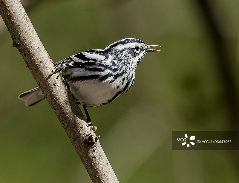 黑白森莺图片素材
