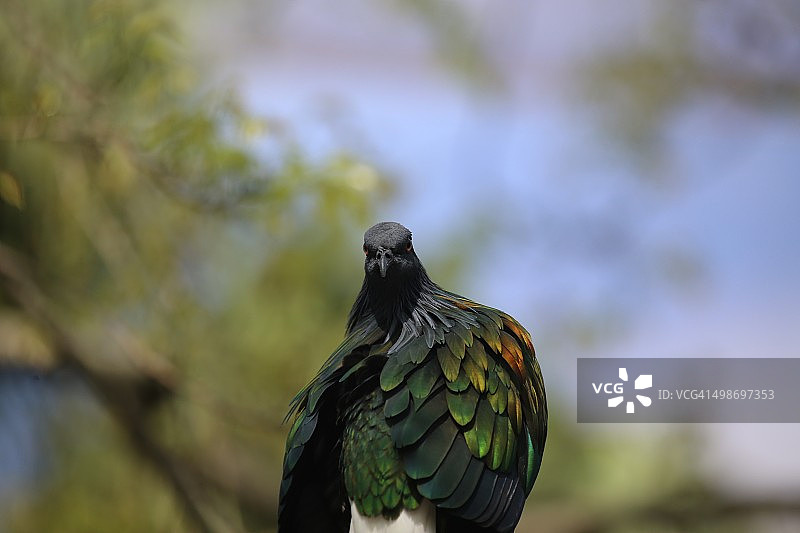 尼柯巴鸠图片素材