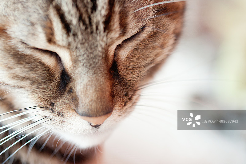 熟睡的满足猫 портрет图片素材