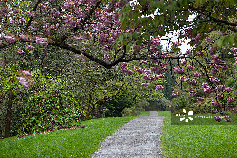 樱花树下的花园小径图片素材