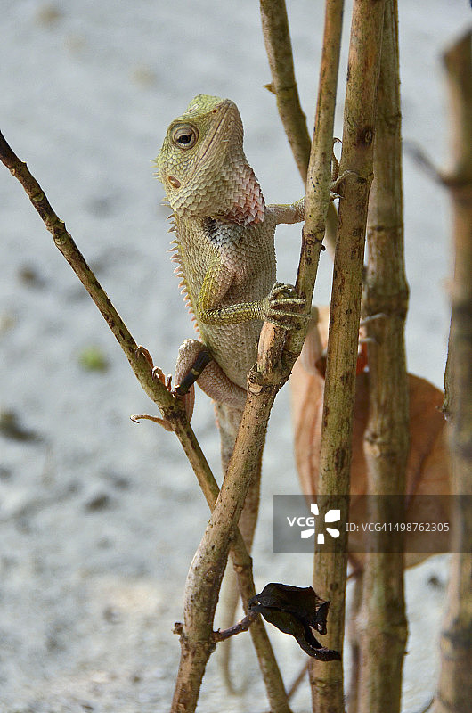 马尔代夫蜥蜴图片素材
