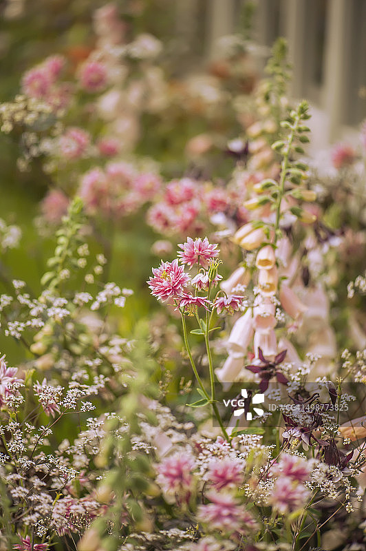 耧斗菜和毛地黄花卉切尔西花展图片素材