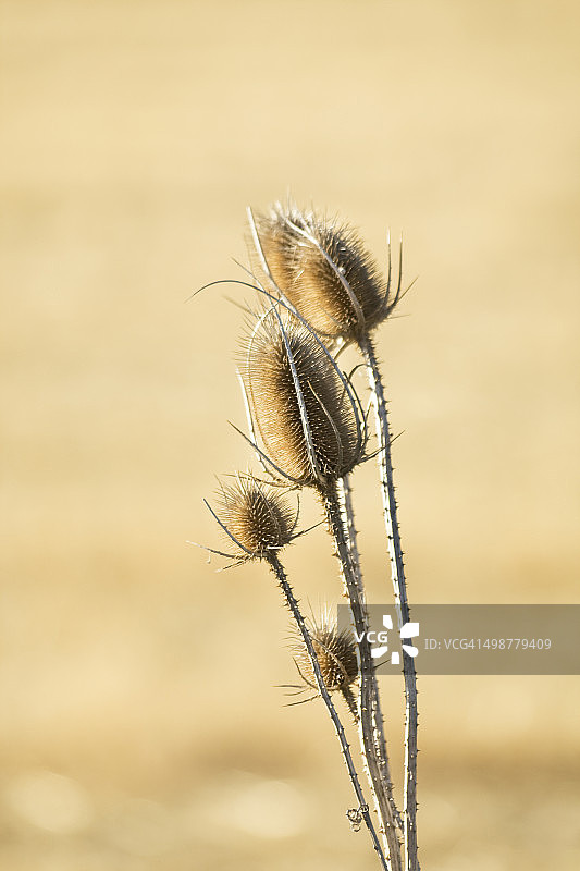 刺菜蓟干野花图片素材