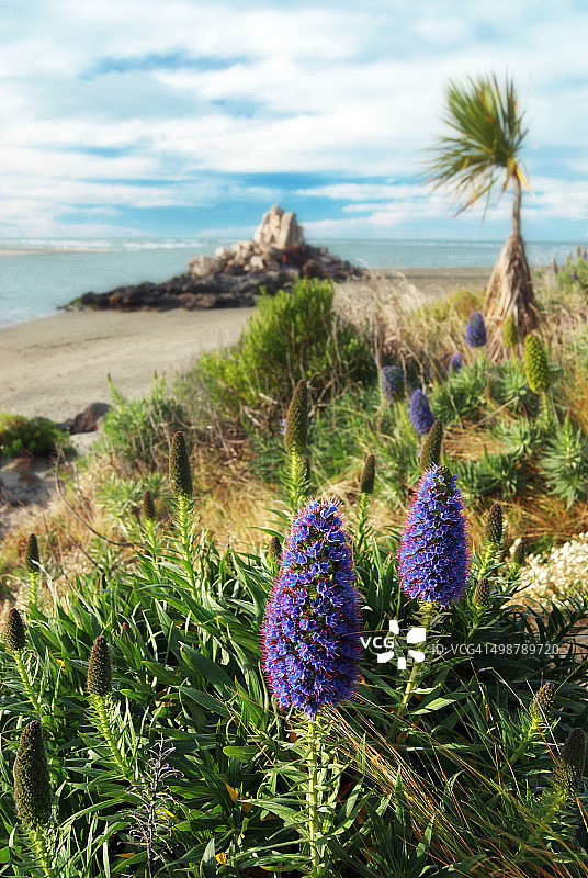 沙格岩石和马德拉花，新西兰基督城图片素材