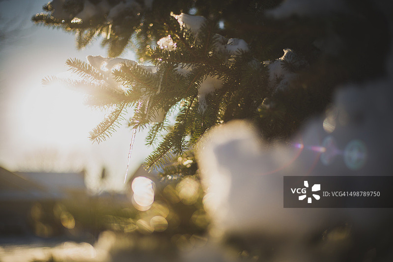 松树上的冰柱与雪图片素材