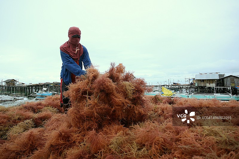 新鲜的Spinosum收获图片素材