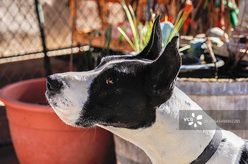 竖耳斗篷大丹犬图片素材