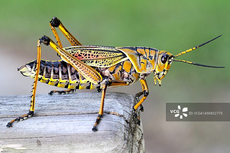 东部草蜢图片素材