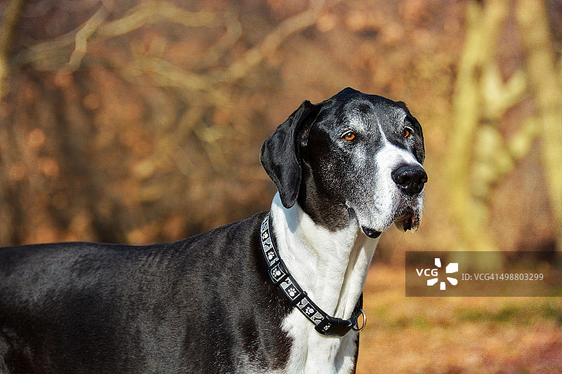 冬季风景中的大丹犬图片素材