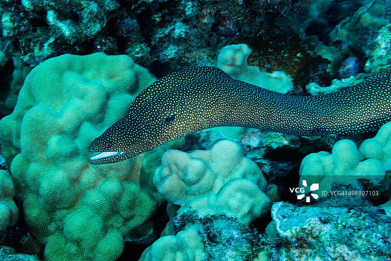 四处游荡的白口海鳝图片素材