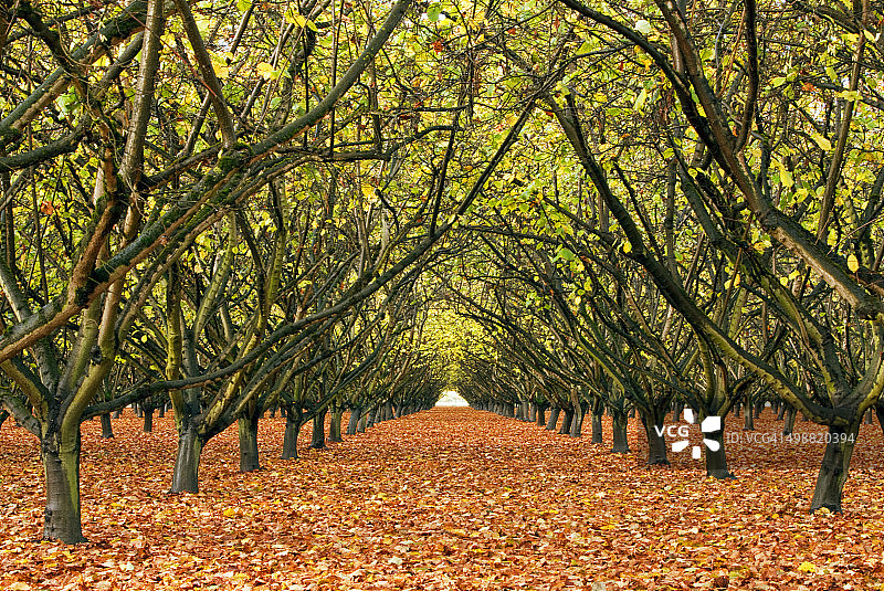 秋叶地毯榛子树林图片素材