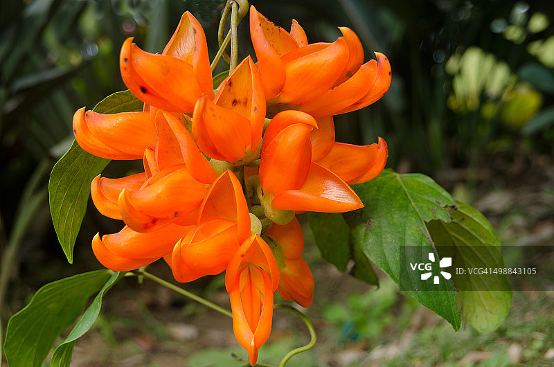 新几内亚崖豆藤或猩红玉藤图片素材