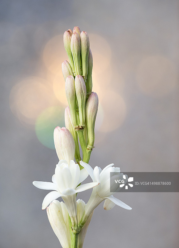 晚香玉特写图片素材