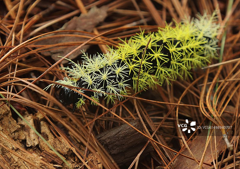 洪都拉斯的毛毛虫图片素材