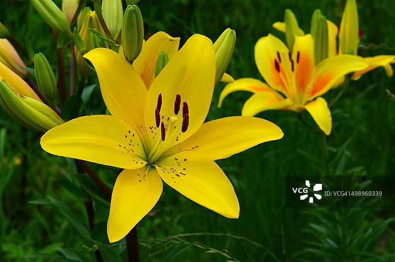 花园百合花图片素材