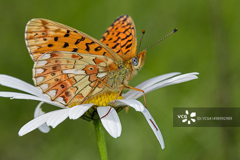 Boloria euphrosyne（某种蝴蝶）图片素材