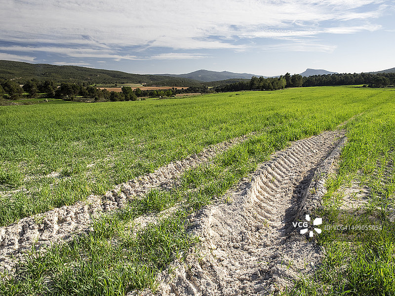 阳光照耀下的春天绿色麦田，带有拖拉机车轮痕迹图片素材