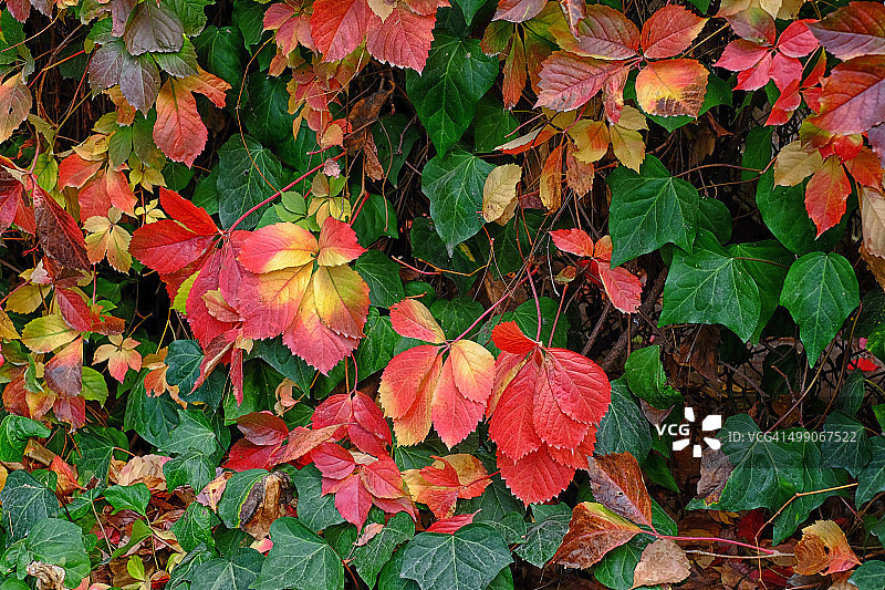 秋季混合常春藤叶图片素材