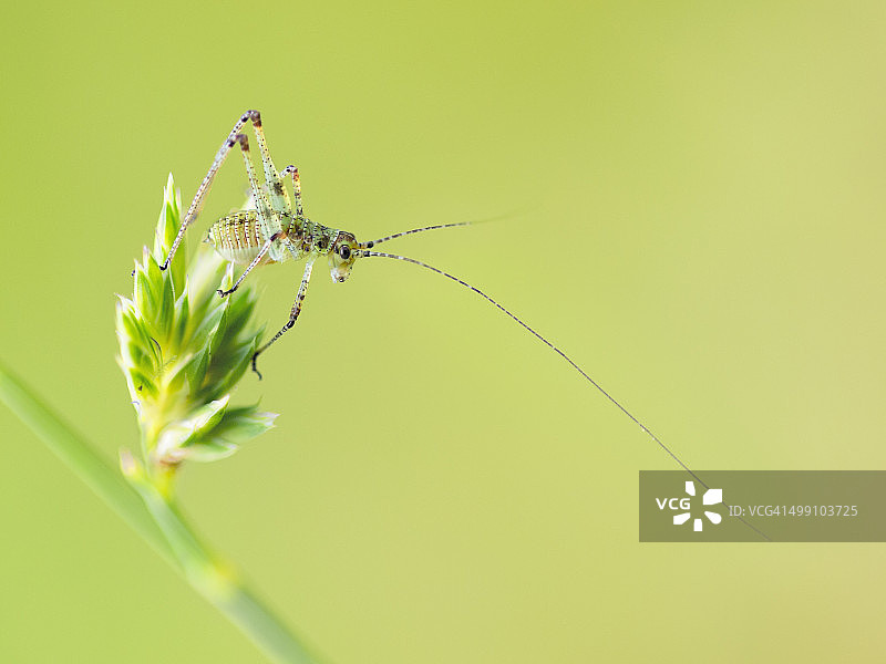 螽斯科的若虫图片素材