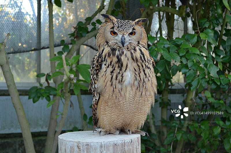 猫头鹰月亮图片素材