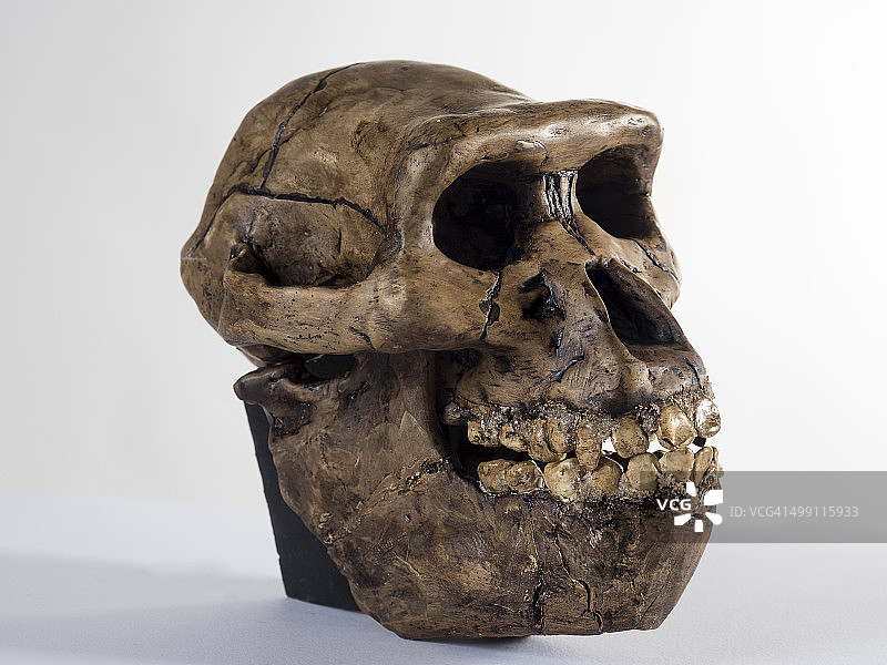 南方古猿人头骨图片素材