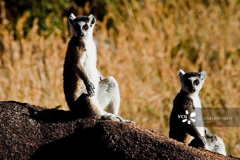 环尾狐猴图片素材