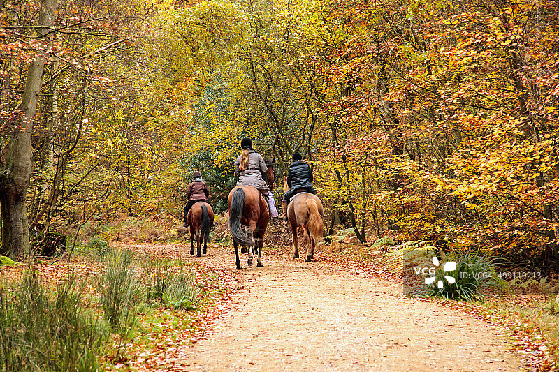 埃pping森林图片素材