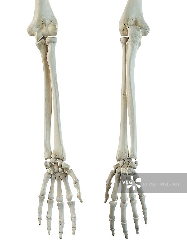 人类手臂骨骼艺术图图片素材