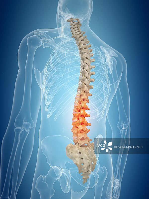 人类的脊椎,艺术品图片素材