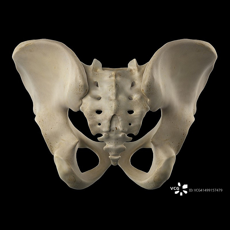 人体髋骨艺术图图片素材