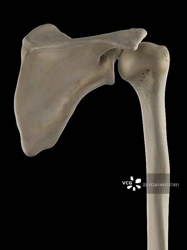 肩胛骨与肱骨图片素材