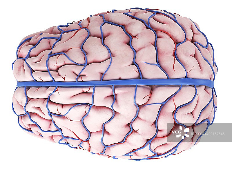 人类大脑、艺术品图片素材